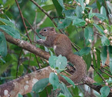 Image of Hoary-bellied Squirrel