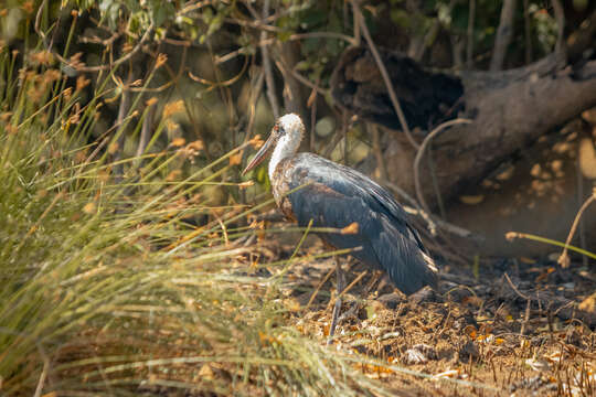 صورة <i>Ciconia microscelis</i>