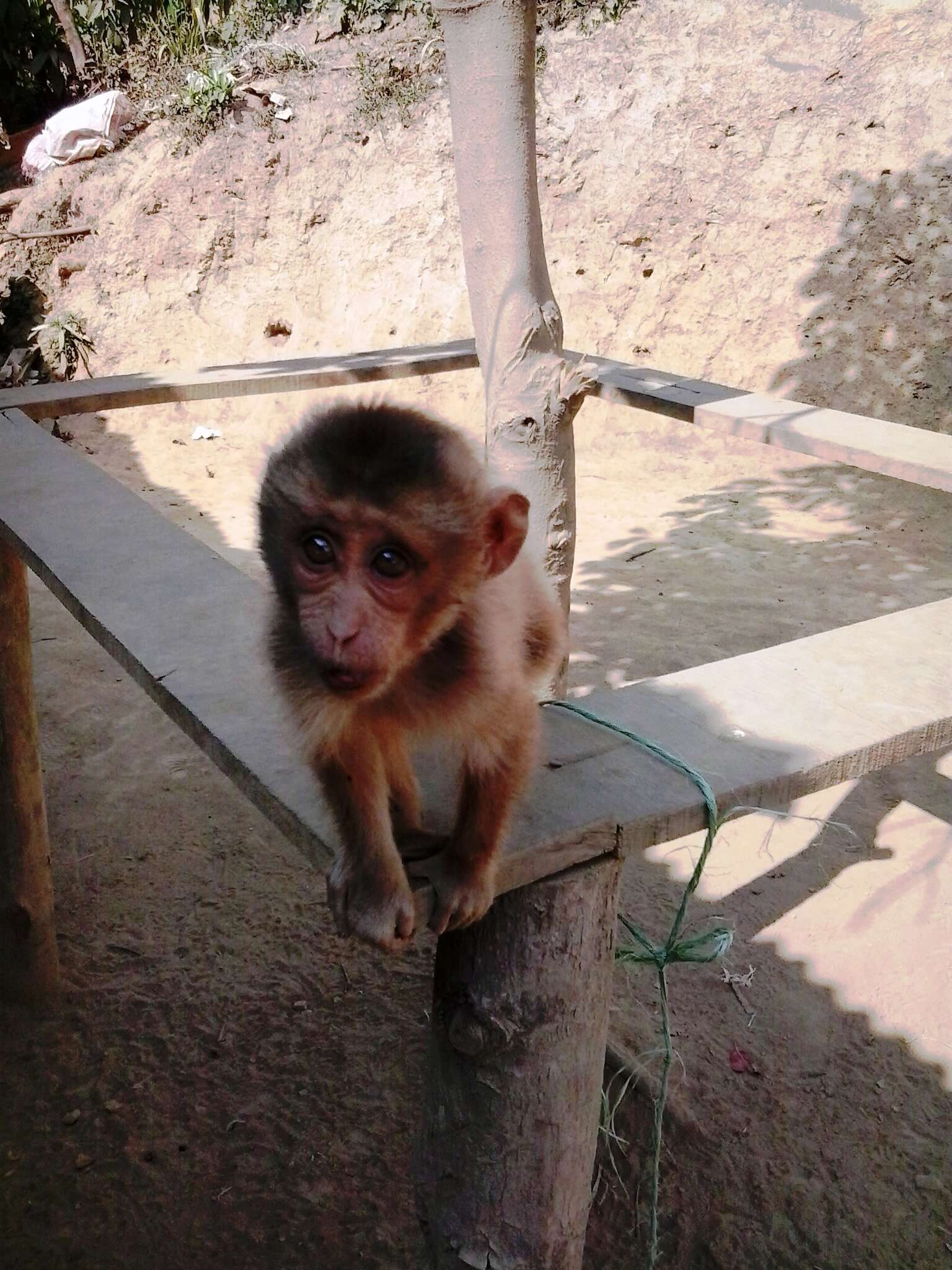 Image of Northern Pig-tailed Macaque