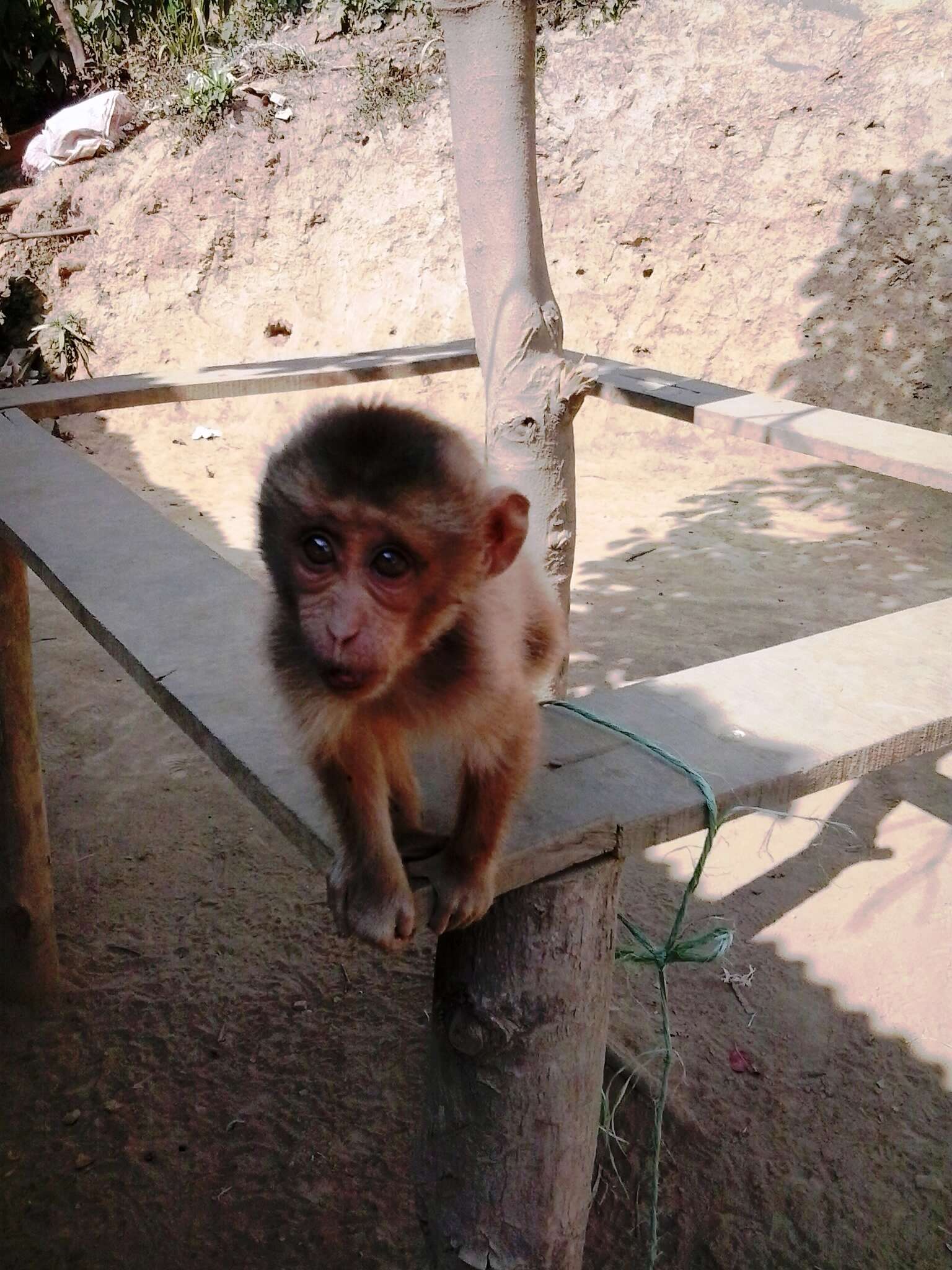 Imagem de Macaca leonina (Blyth 1863)