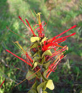 Image of Tristerix corymbosus (L.) J. Kuijt