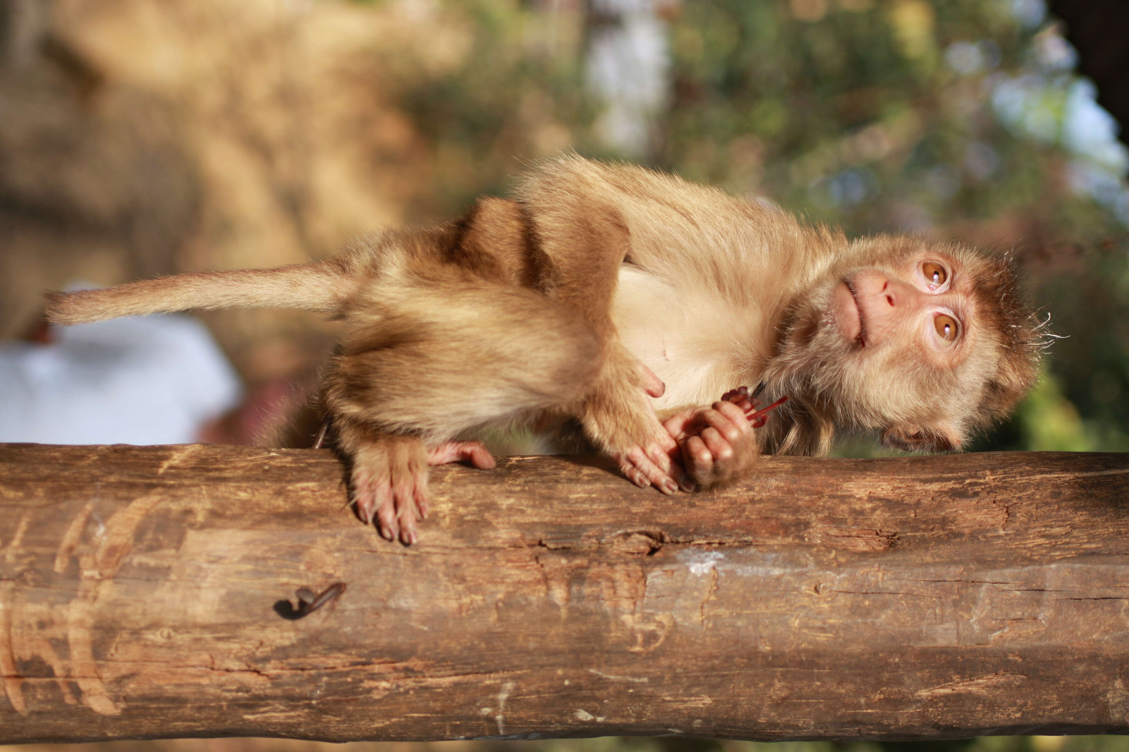 Image of Northern Pig-tailed Macaque