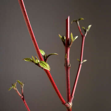 Image of bloodtwig dogwood