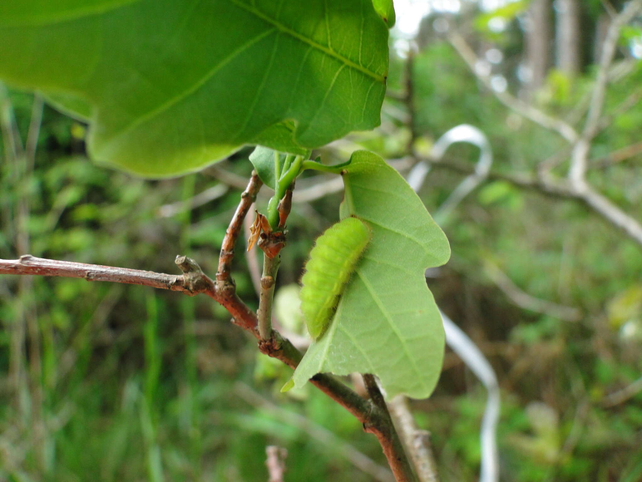 Image of Satyrium ilicis