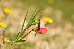 Image of red pea