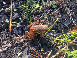 Image of Japanese Brown Frog