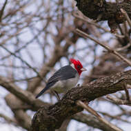 Image of Red-crested Cardinal