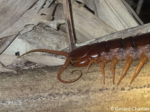 Image of Scolopendra dehaani Brandt 1840