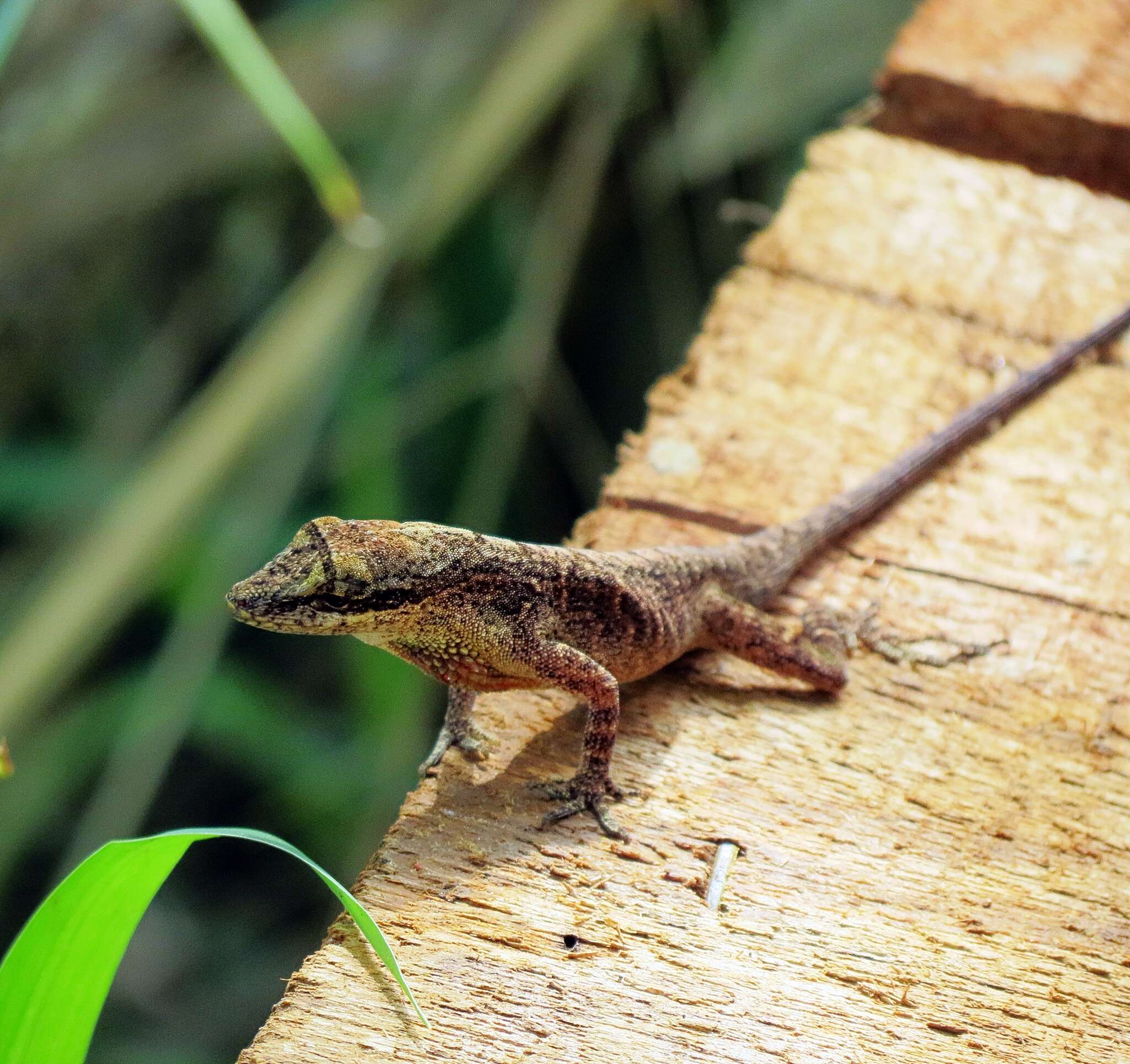 Image of Blemished Anole