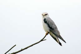 Image of Black-shouldered Kite