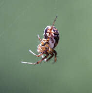 Image of Tuftlegged Orbweaver