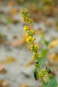 Image of Broad-leaved goldenrod