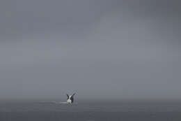 Image of killer whale