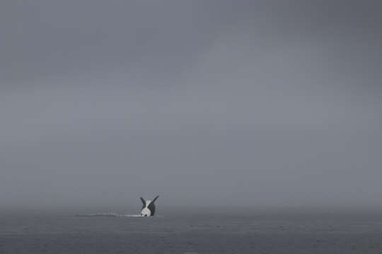 Image of killer whale