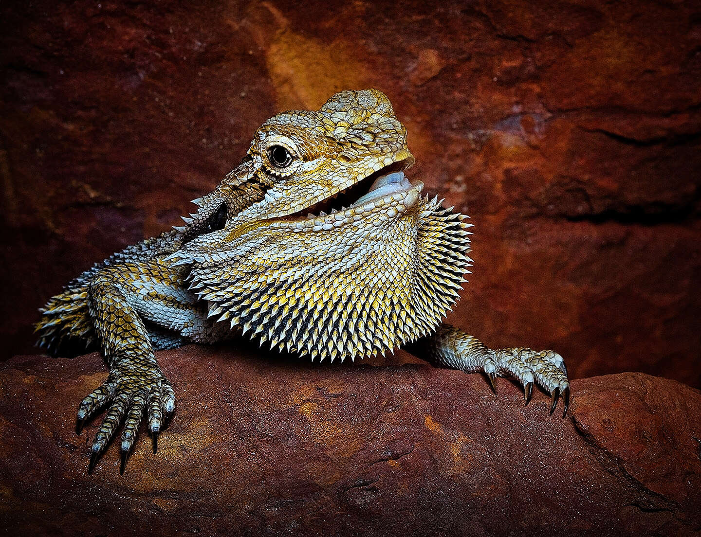 Image of Central bearded dragon