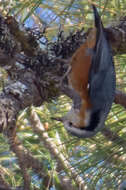 Image of White-browed Nuthatch