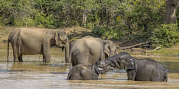 Image of Sri Lankan elephant