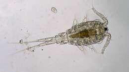 Image of Crustacea