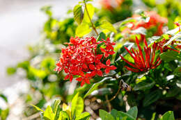 Image of Ixora chinensis Lam.