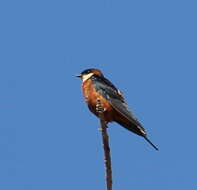 Image of Mosque Swallow