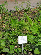 Nicotiana paniculata L. resmi