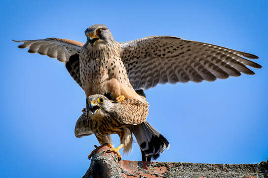 Image of kestrel, common kestrel