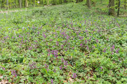 Image of spotted dead-nettle