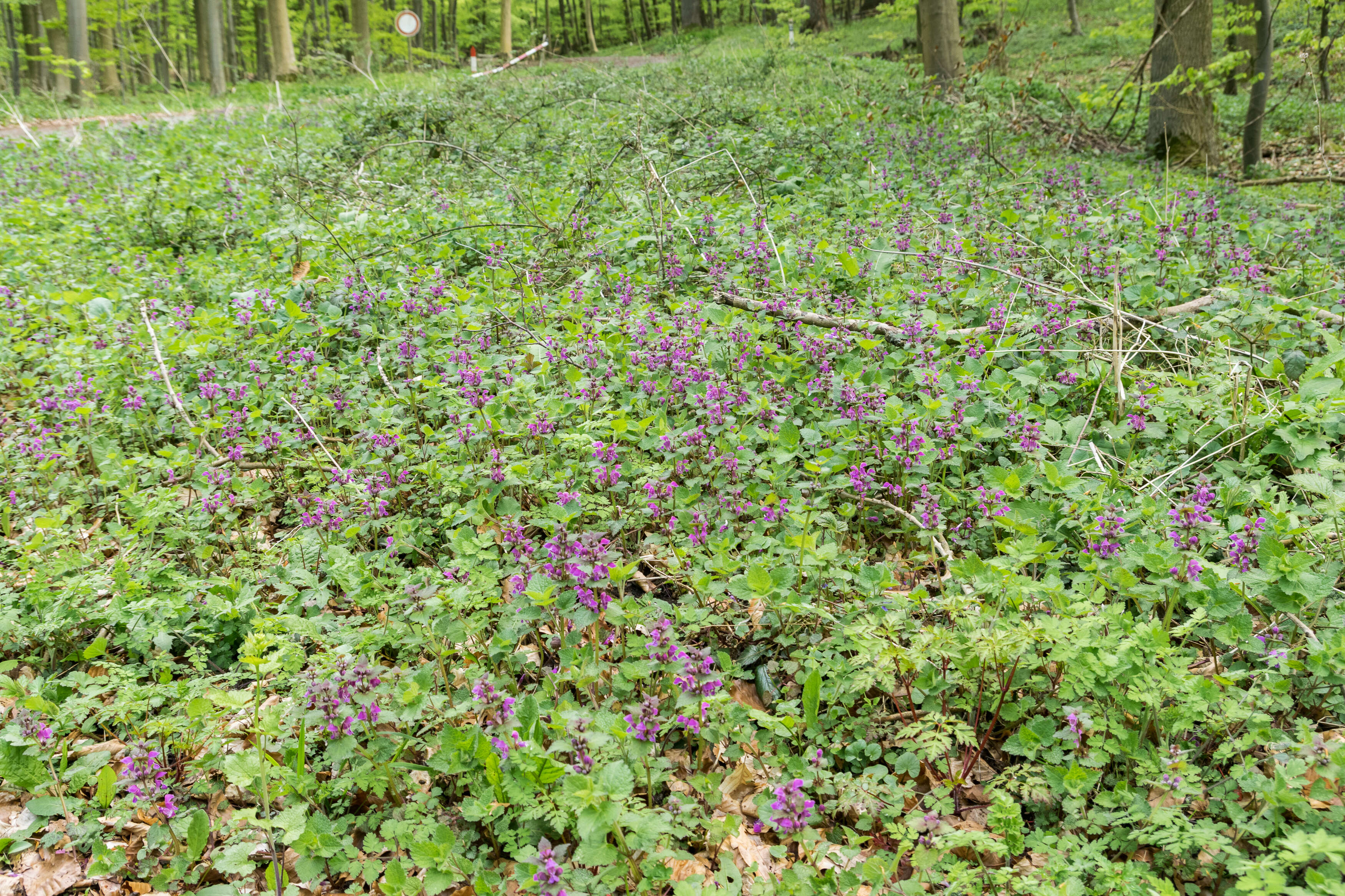 Image of spotted dead-nettle