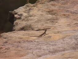 Image of Striped Lava Lizard