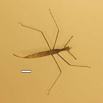 Image of Brown Waterscorpion