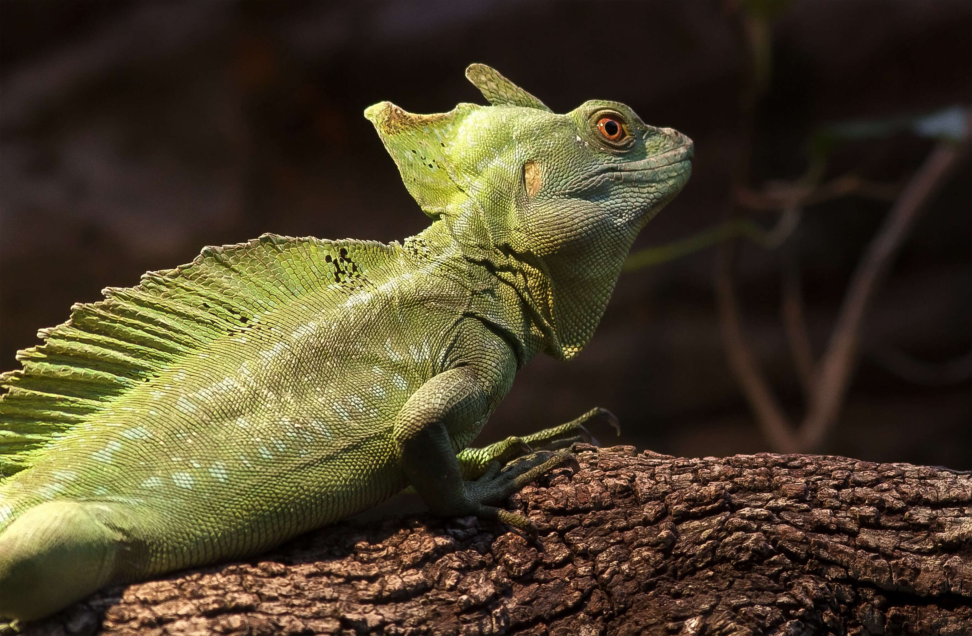 Image of Western Basilisk