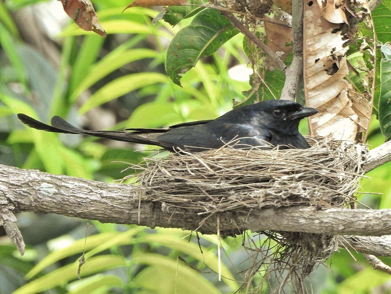 Image of Black Drongo