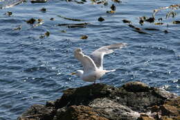 Image of Glaucous-winged Gull