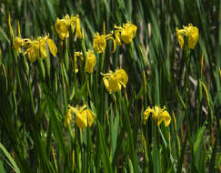 Image of yellow flag, yellow iris