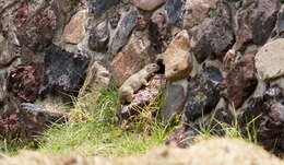 Image of Mexican Ground Squirrel