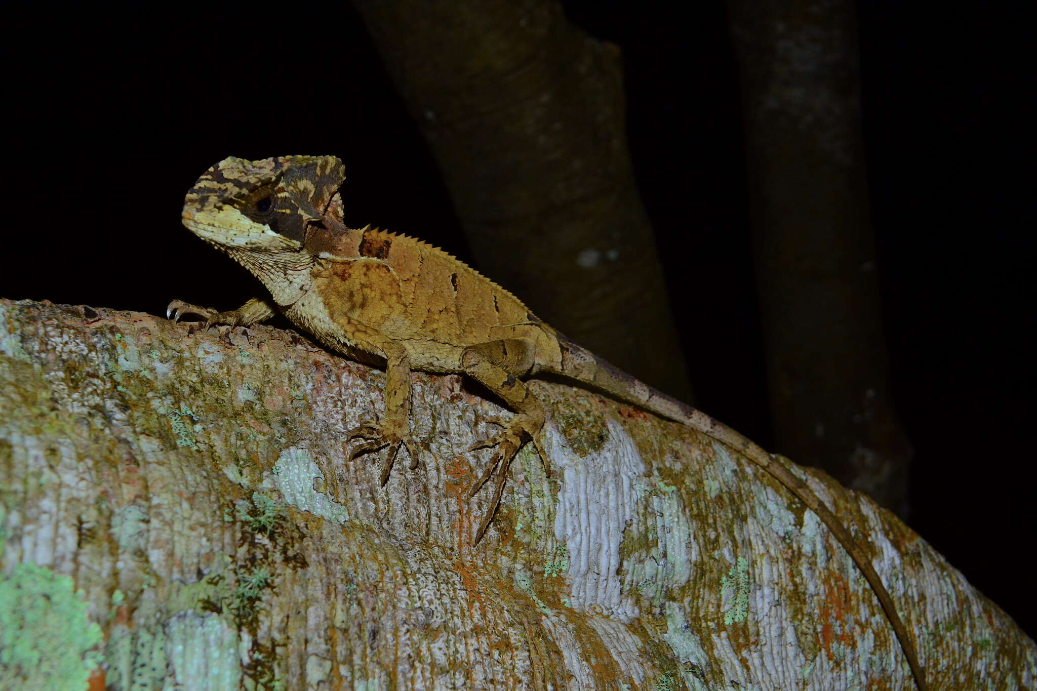 Image of Hernandez's helmeted iguana