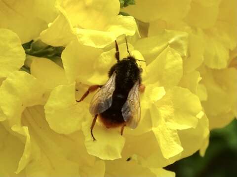 Image of Bombus eximius Smith 1852