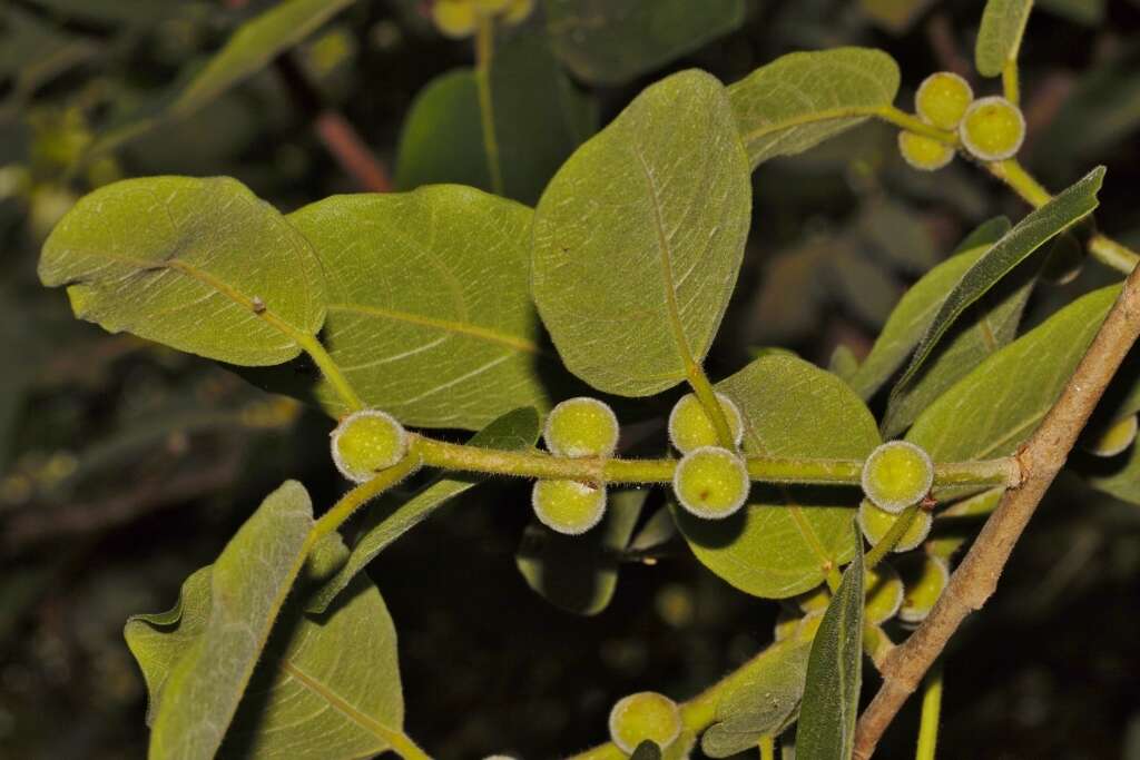 Image of Lowveld fig