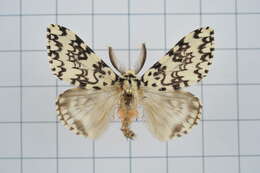 Image of Lymantria concolor Walker 1855