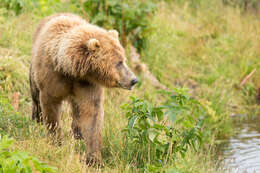 Image of Ursus arctos middendorffi Merriam 1896