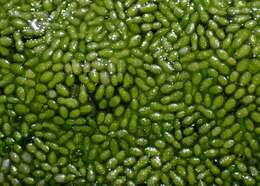 Image of Rootless Duckweed