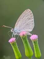 Image of lilac tasselflower