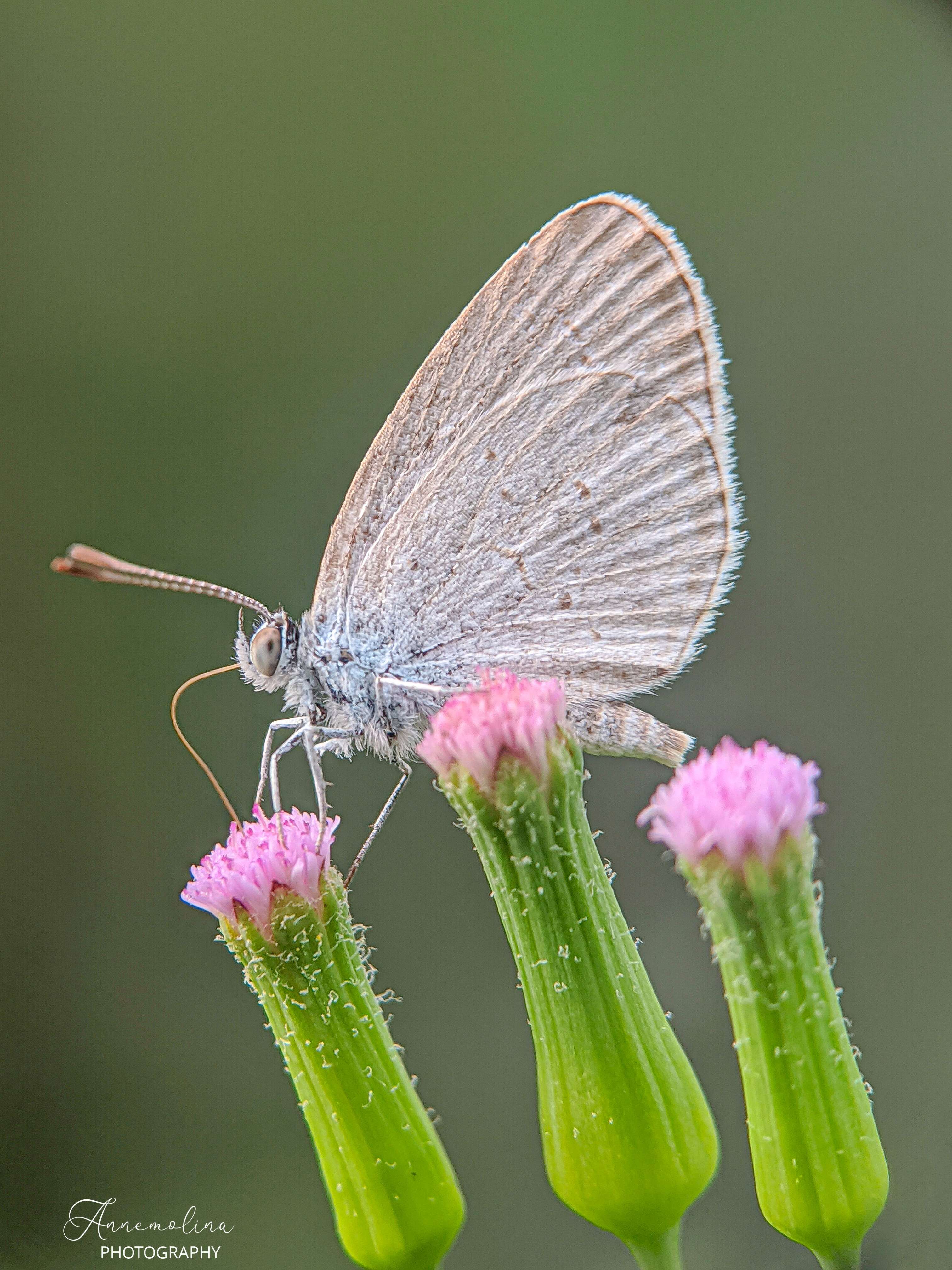 Image of lilac tasselflower