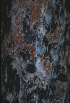 Image of forest redgum