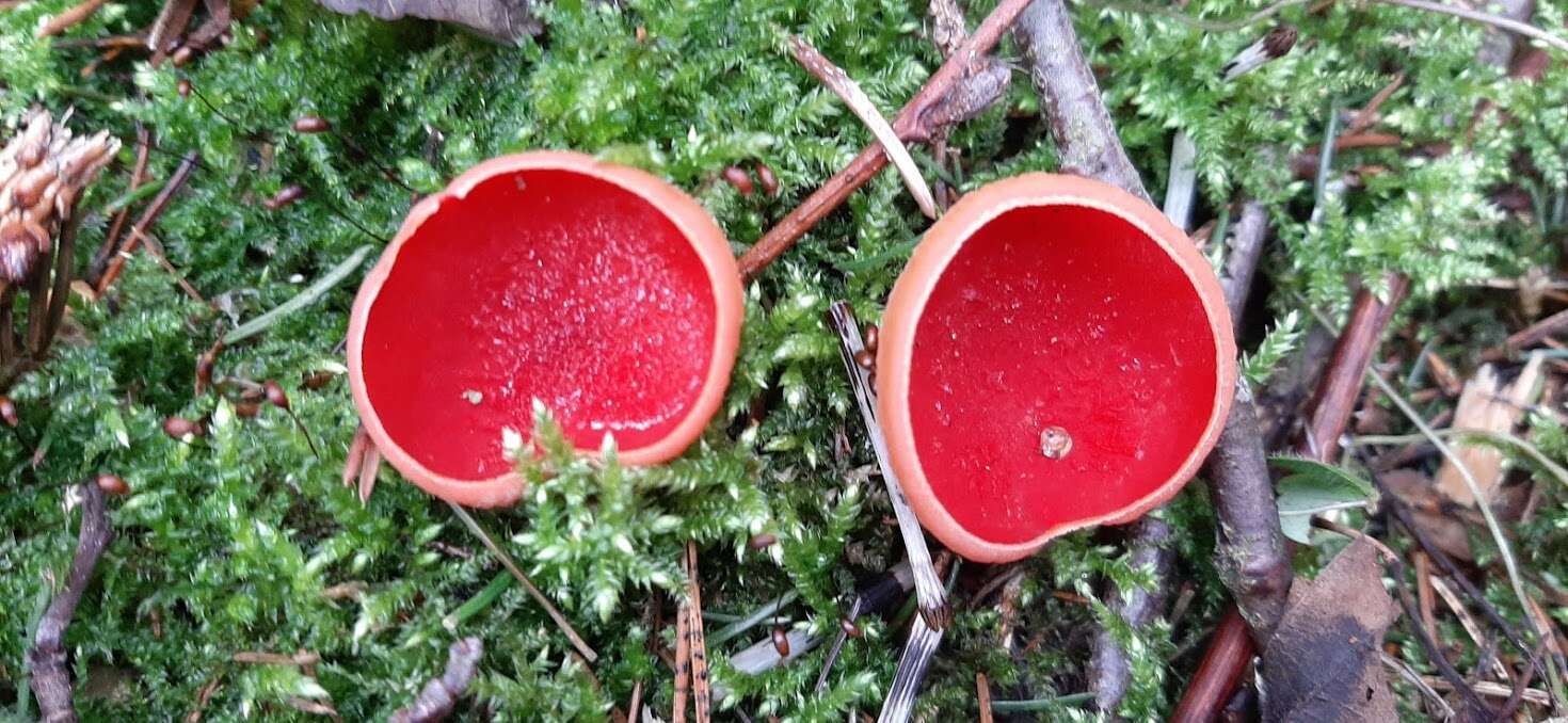 Image of scarlet cup