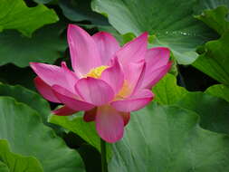 Image of sacred lotus