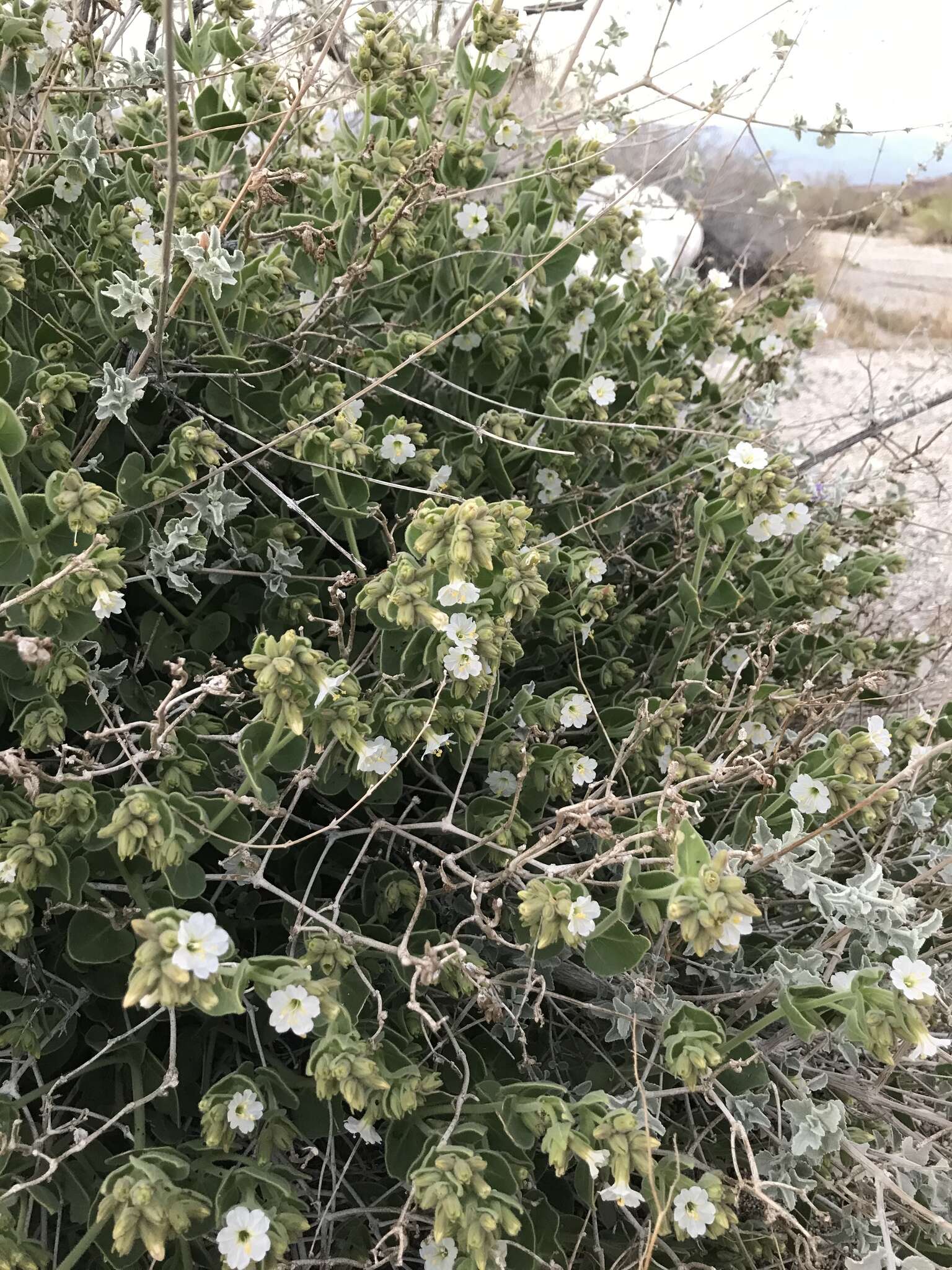 Image of desert wishbone-bush