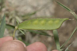 Image of red pea