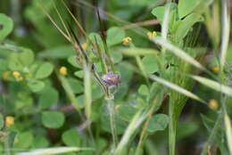 Image of sloe bug