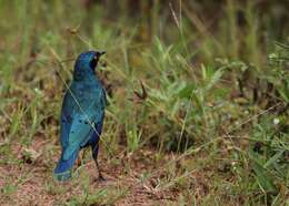 Image of Superb Starling